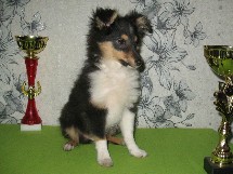 puppies