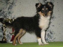 puppies