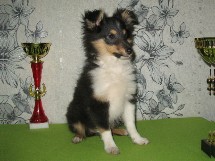 puppies