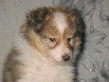 puppies