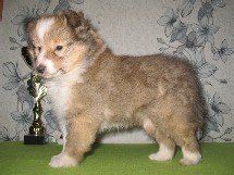 puppies