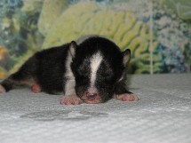 puppies