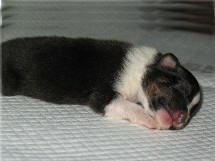 puppies