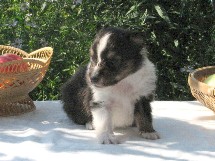 puppies