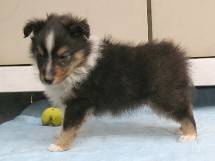 puppies