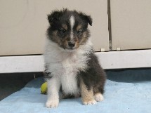 puppies