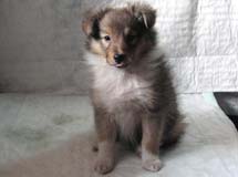 puppies