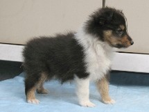 puppies