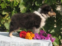 puppies