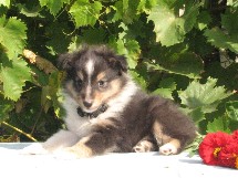 puppies