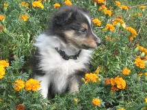 puppies