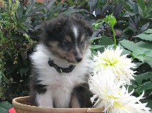 puppies