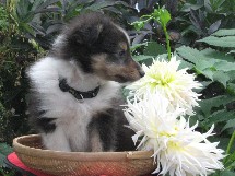 puppies