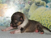 puppies