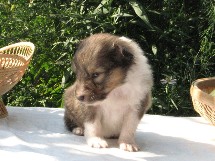 puppies