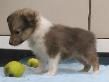 puppies