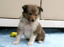 puppies