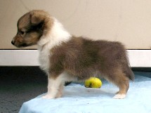 puppies