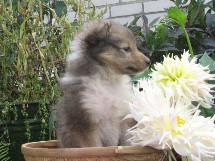 puppies