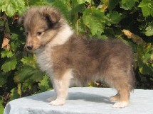 puppies