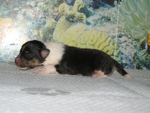 puppies