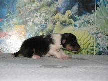 puppies