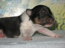 puppies