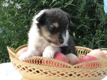 puppies