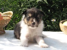 puppies