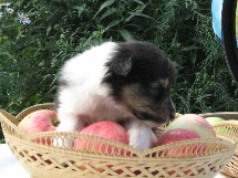 puppies