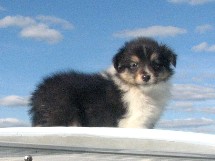 puppies