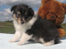 puppies