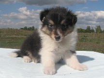 puppies
