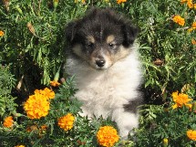 puppies