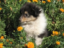 puppies