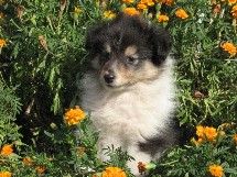puppies