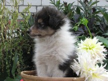 puppies