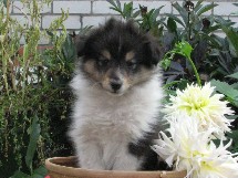 puppies