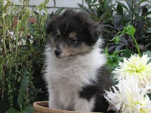 puppies