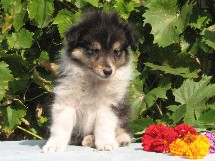 puppies
