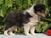 puppies