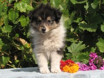 puppies