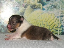puppies