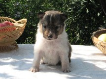 puppies
