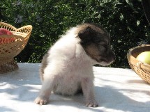 puppies