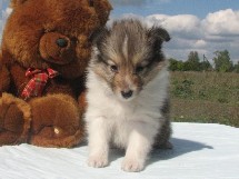 puppies