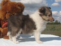 puppies