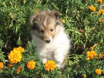 puppies