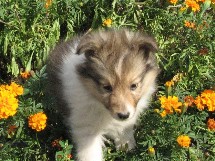 puppies