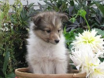 puppies